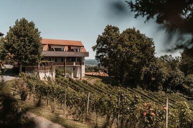 Weingut Assigal - Zimmer mit Frühstück