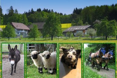 Pferde - und Eselhof Grünegg