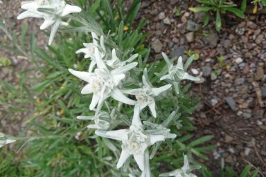 Alpen-Paradies Edelweiss Urnäsch