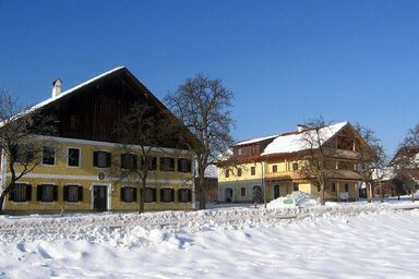 Weslhof - Sonnenblume