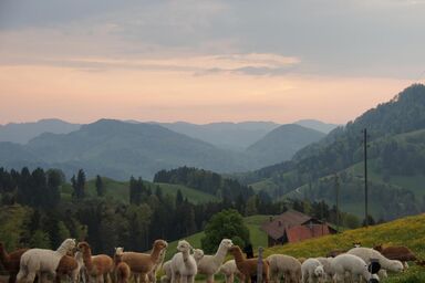 Ferien auf dem Alpaka Hof