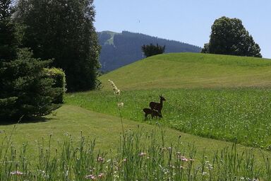 Gästehaus Alpenglüh'n - Ferienwohnung Hörnle